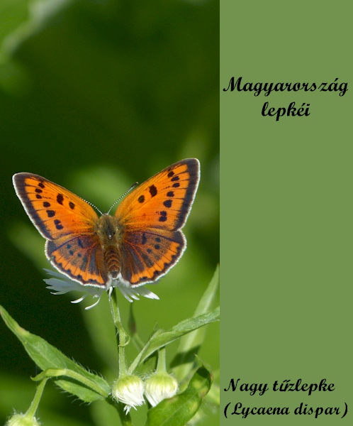 Magyarország lepkéi