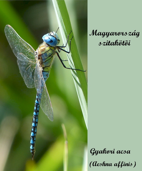 Magyarország szitakötői